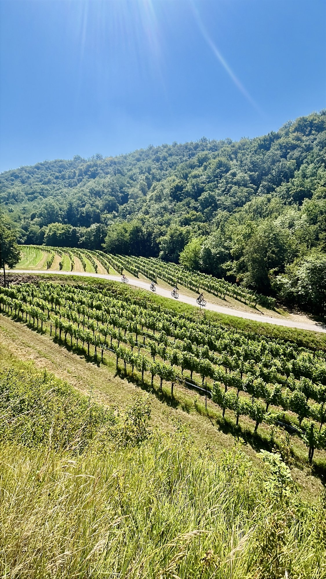 Four gravel cyclists riding a road between rows of vines on a Slovenian wine hillside