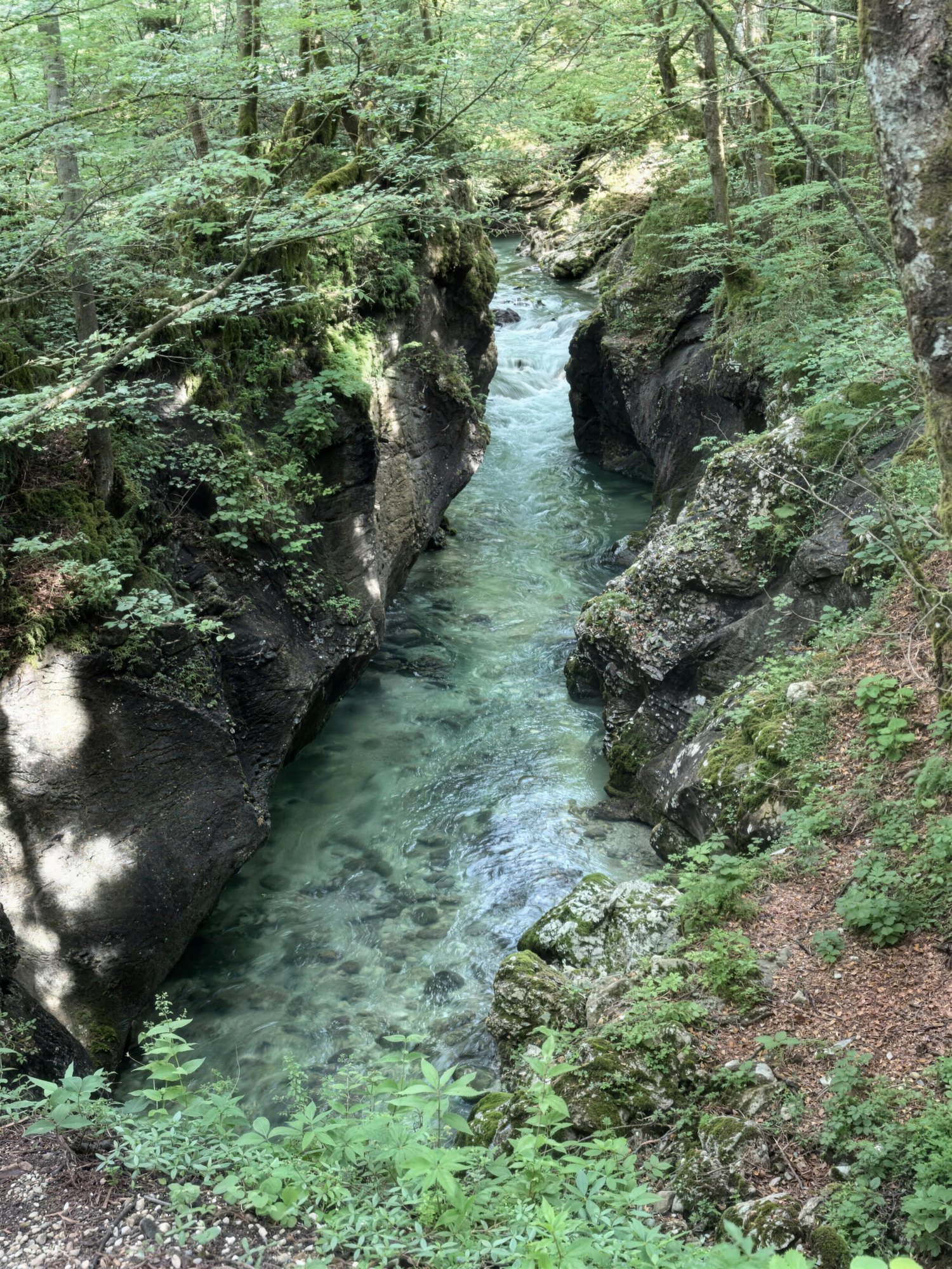 The Soca running turquoise through a narrow forested limestone gorge